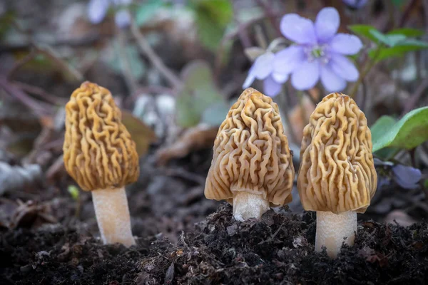 Detalle Tres Verpa Bohemica Champiñones Comestibles Deliciosos Comúnmente Conocidos Como — Foto de Stock