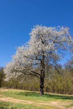 Çiçekli kiraz ağacı ve mavi gökyüzü. Metinleriniz için bahar doğası gerekçesi.