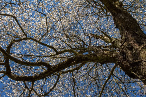 Cerezo Floreciente Contra Cielo Azul Día Soleado Primavera República Checa —  Fotos de Stock