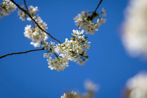 Mavi Gökyüzüne Karşı Beyaz Kiraz Çiçeklerinin Ayrıntıları Çek Cumhuriyeti Avrupa — Stok fotoğraf