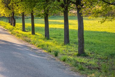 Akçaağaç ağaçlarından oluşan bahar sokağı, yol boyunca akşamın erken saatlerinde...
