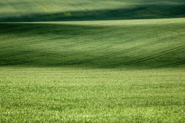 Işık ve gölgeli yeşil dalgalı tarlaların dokusu - bahar manzarası