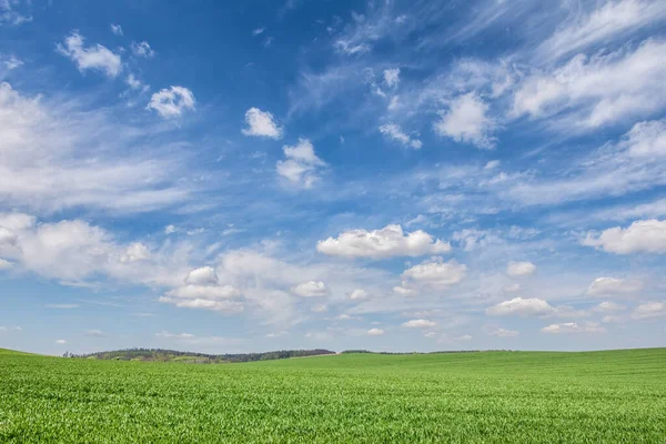 Groen Voorjaarsveld Bos Aan Horizon Onder Prachtige Blauwe Lucht Met — Stockfoto