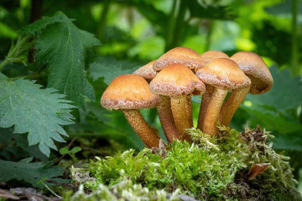 Macro shot of edible mushrooms Kuehneromyces mutabilis commonly known as sheathed woodtuft - Czech Republic, Europe