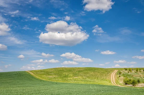 Spring Landscape Green Fields Dirt Roads Amazing Blue Sky White — Stock Photo, Image