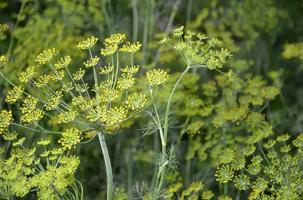 Bloem van Dille in de tuin detail fotografie — Stockfoto