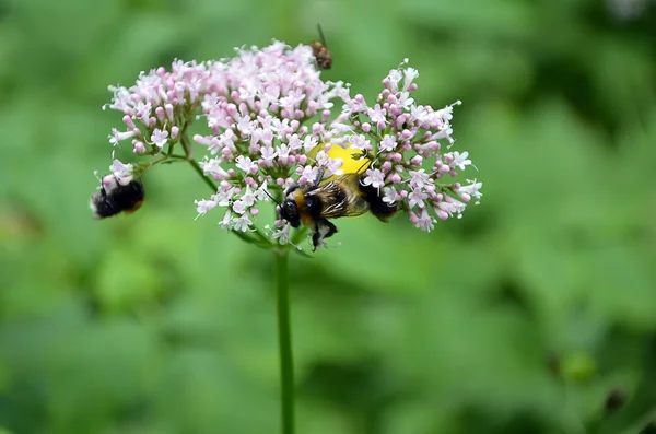 Detail of meadow flowering flower with bees — Stock Photo, Image