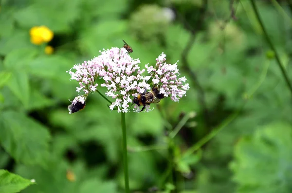 Detail of meadow flowering flower with bees — Stock Photo, Image