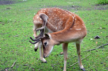 kafasını yan deli alageyik