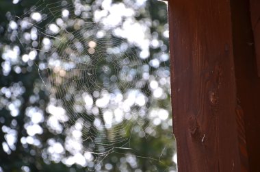 örümcek ağı ormanı güneşli gün fotoğraf