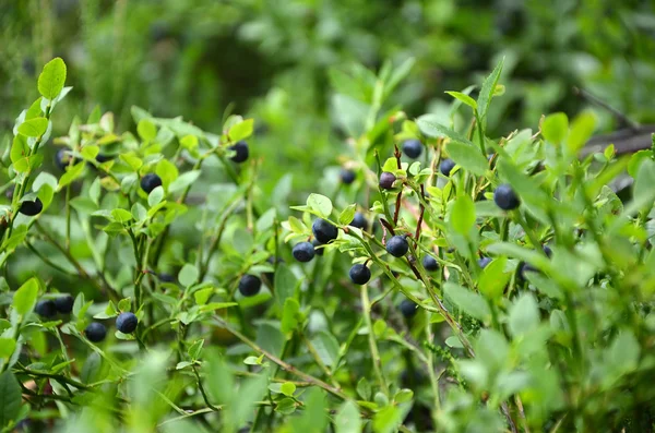 blueberries bush in summer nature berry detail photography