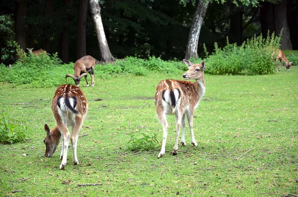 Deux cerfs en jachère s'éloignent sur l'herbe photographie — Photo