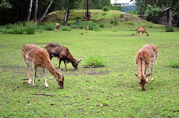 Nourrir trois femelles de cerf de jachère sur l'herbe photographie — Photo