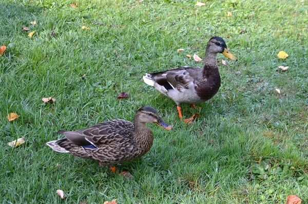 Dois patos andando sobre a grama na natureza — Fotografia de Stock