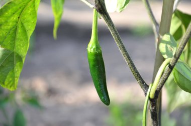 küçük kırmızı biber biber yeşil jalapenos bitki bahçe Fotoğrafçılık