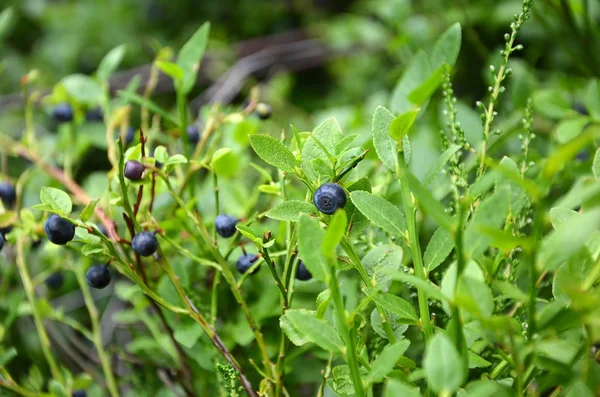 Yaz doğa berry detay fotoğraf yaban mersini çalı — Stok fotoğraf