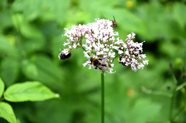 Detail of meadow flowering flower with little bees — Stock Photo, Image