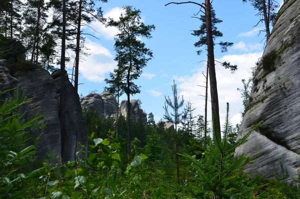 Felsen und Bäume im Nationalpark Illustration Fotografie — Stockfoto