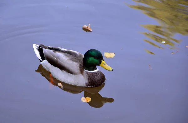 反映在水中的小湖上的一只鸭男 — 图库照片