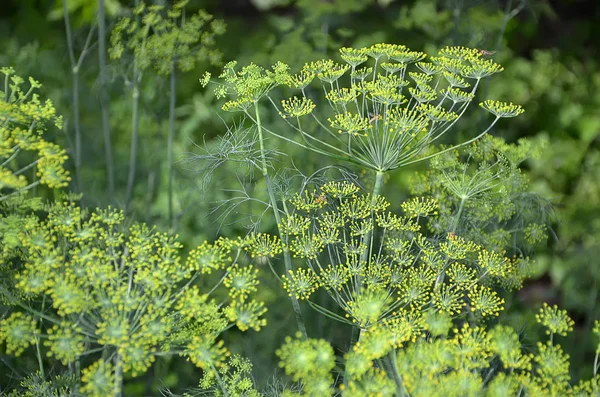 Flowering dill plant in garden color photography Stock Image