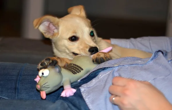 Ein Hundewelpe mit Gummimausspielzeug, das auf dem Bauch einer Dame ruht — Stockfoto