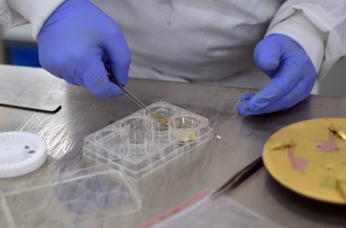 adam laboratuvar cımbız ve altın kaplama malzeme ile