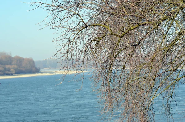 Vieil arbre en hiver et le Danube — Photo