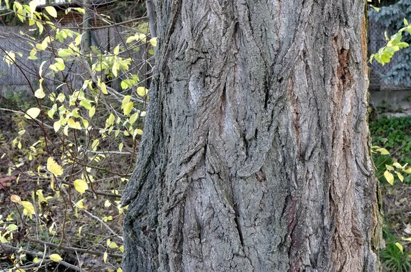 Detalj av bark av gamla träd fotografering — Stockfoto