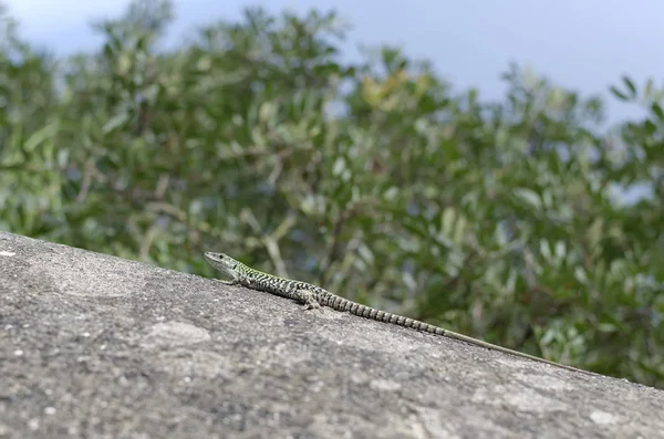 Pequeno lagarto em detalhe de rocha foto de verão — Fotografia de Stock