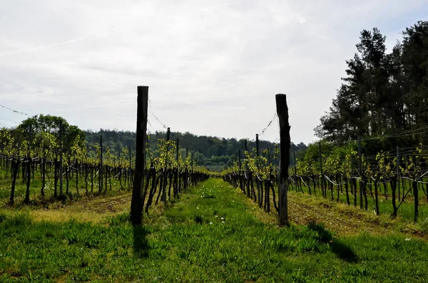 Vineyard photography in spring at south moravian — Stock Photo, Image