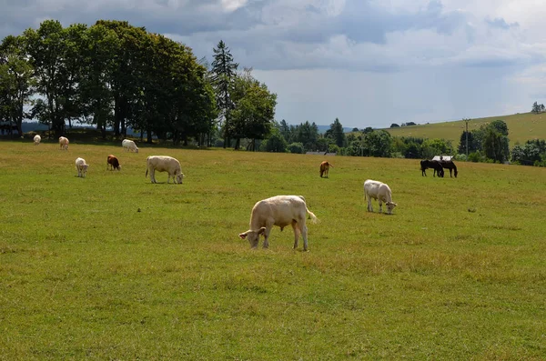Vaca e bezerro em pasto alimentando grama verde — Fotografia de Stock