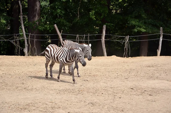 Duas zebras no zoológico local caminhando em fotos de verão — Fotografia de Stock