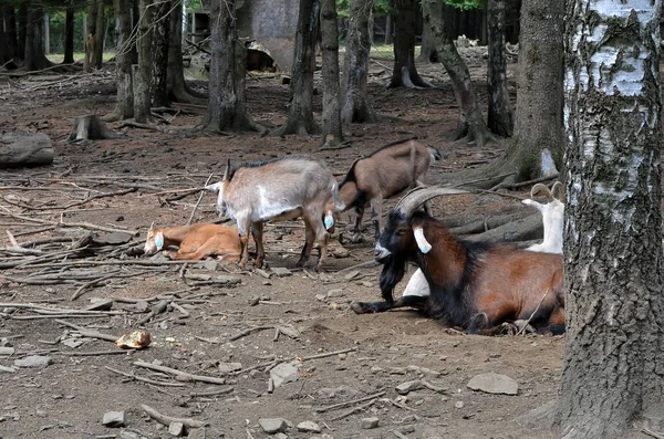 Cabras en la pequeña granja en el bosque foto Fotos De Stock