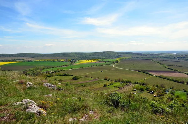 Summer landscape with grass and field and blue sky 免版税图库图片