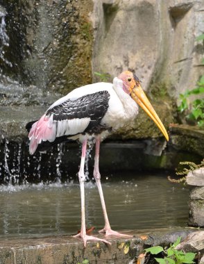 standing painted stork big bird detail photography near waterfall