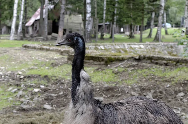 Pštrosí emu detail tmavé hlavy fotografie — Stock fotografie