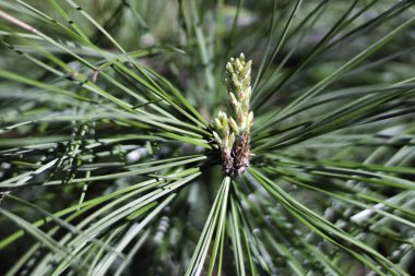 Baharda açan çam tomurcuğu