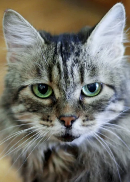 Grijze Kat Met Groene Ogen — Stockfoto