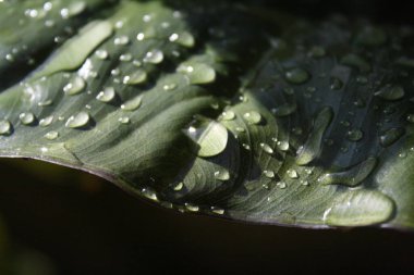 Yağmurdan sonra yaprağın üzerindeki çiy tanesi