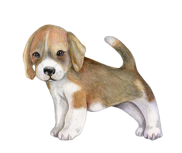Acuarela Lápices Bosquejo Dibujado Mano Lindo Cachorro Perro —  Fotos de Stock