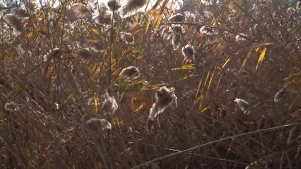 Gros plan des plantes sèches en automne 