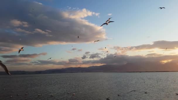 Meeuwen Vliegen Boven Zee Bij Zonsondergang — Stockvideo