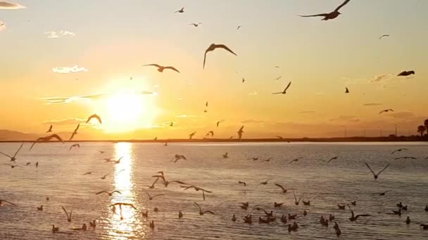 Möwen Fliegen Bei Sonnenuntergang Über Das Meer — Stockvideo