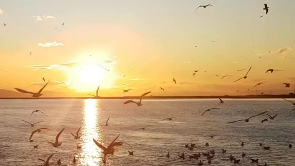 Gaviotas Volando Sobre Mar Atardecer — Vídeos de Stock