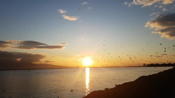 Möwen Fliegen Bei Sonnenuntergang Über Das Meer — Stockvideo