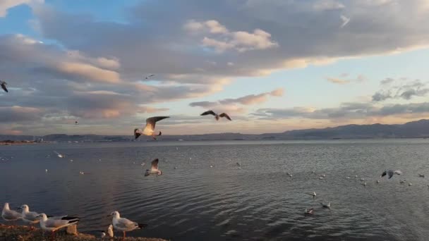 Möwen Fliegen Bei Sonnenuntergang Über Das Meer — Stockvideo