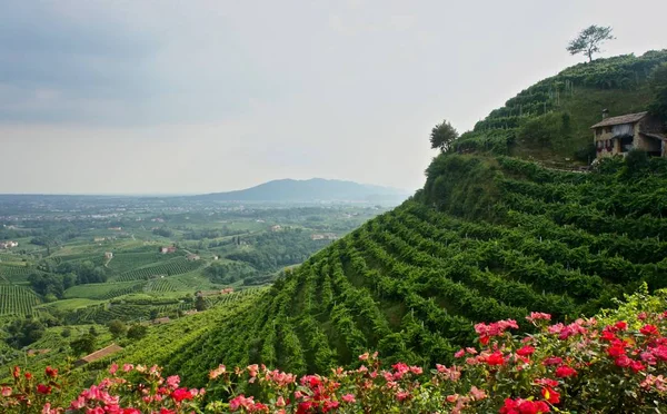 Uitzicht Prosecco Wijngaarden Valdobbiadene Italië — Stockfoto