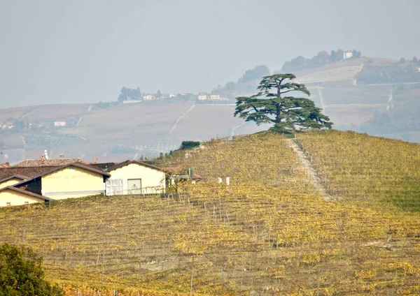 Barolo Szőlőültetvények Kilátás Ősszel Piedmont Olaszország — Stock Fotó