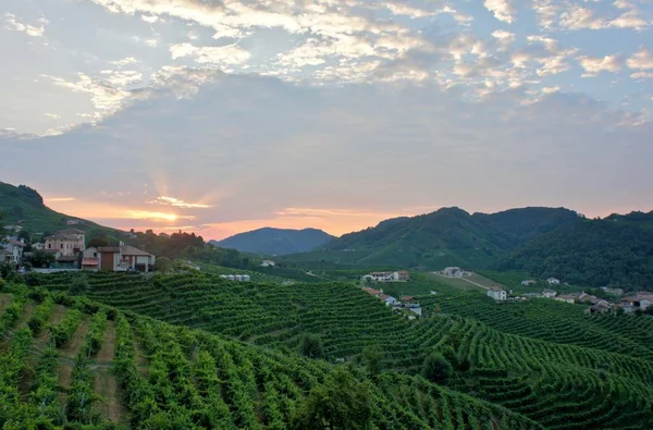 Salida Del Sol Los Viñedos Prosecco Valdobbiadene Italia —  Fotos de Stock