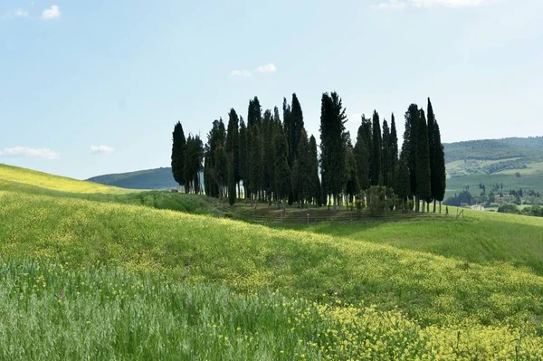 Paisagem Verde Toscana Com Ciprestes — Fotografia de Stock